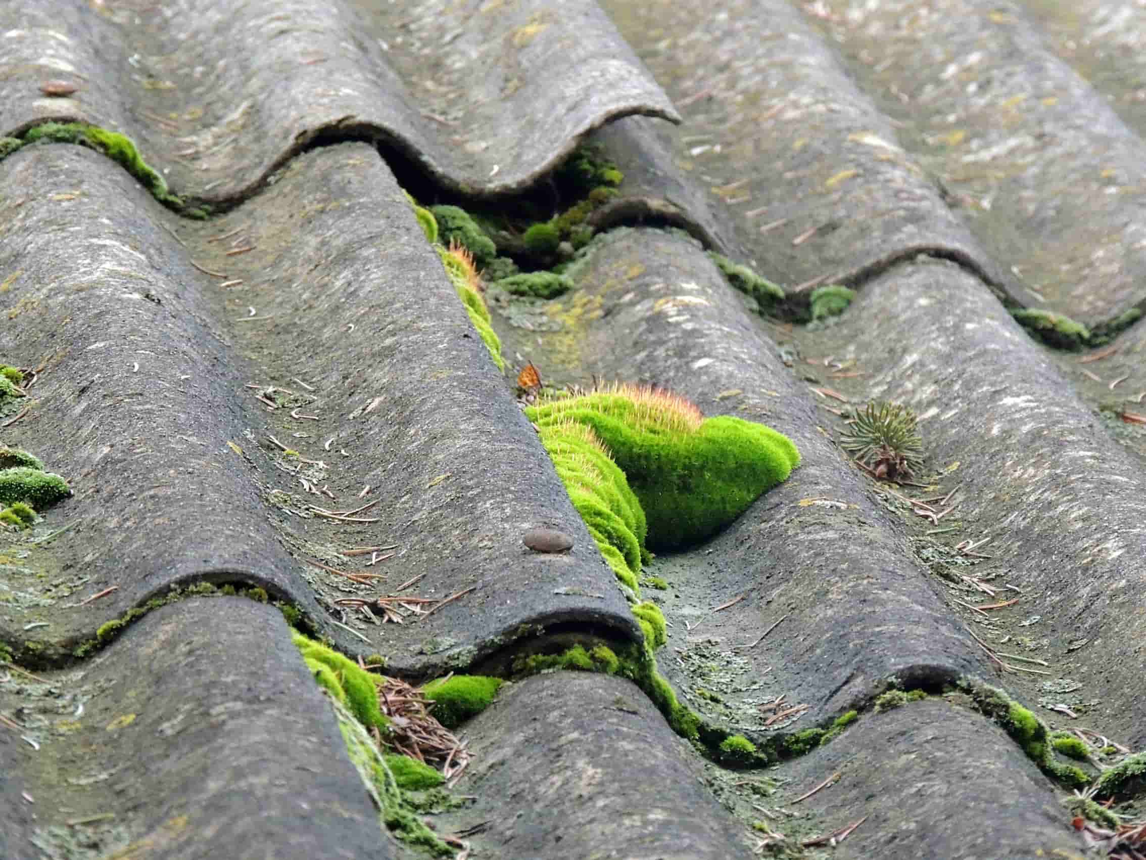Roofs with moss that needs cleaning